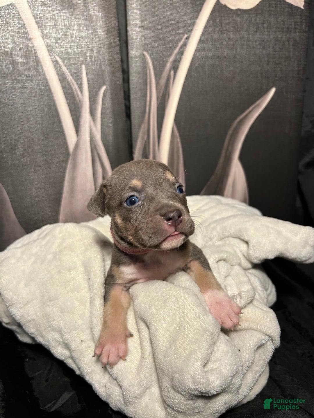American Bully dogs for sale: Rosey - Image 11