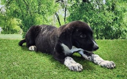 Anatolian Shepherd dogs for sale: AKC Dusty 2025 Female 1 - Image 5