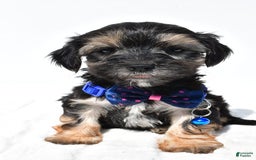 Morkie dogs for sale: Hans - Image 2