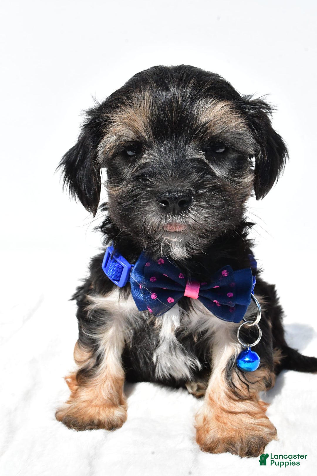 Morkie dogs for sale: Hans - Image 2