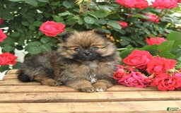 Pomeranian dogs for sale: Joy - Image 1