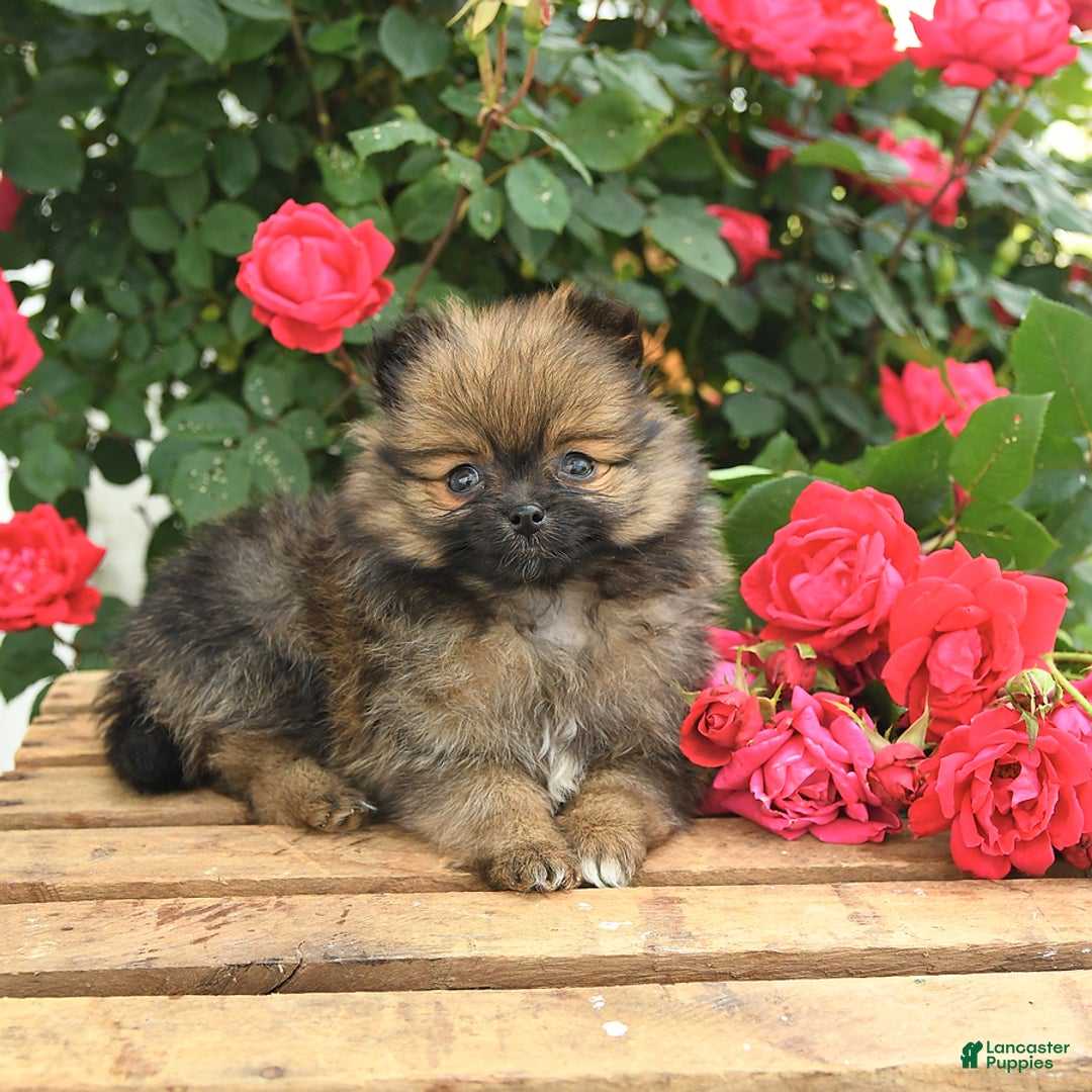 Pomeranian dogs for sale: Joy - Image 1