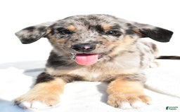 German Shepherd dogs for sale: Prescott - Image 4