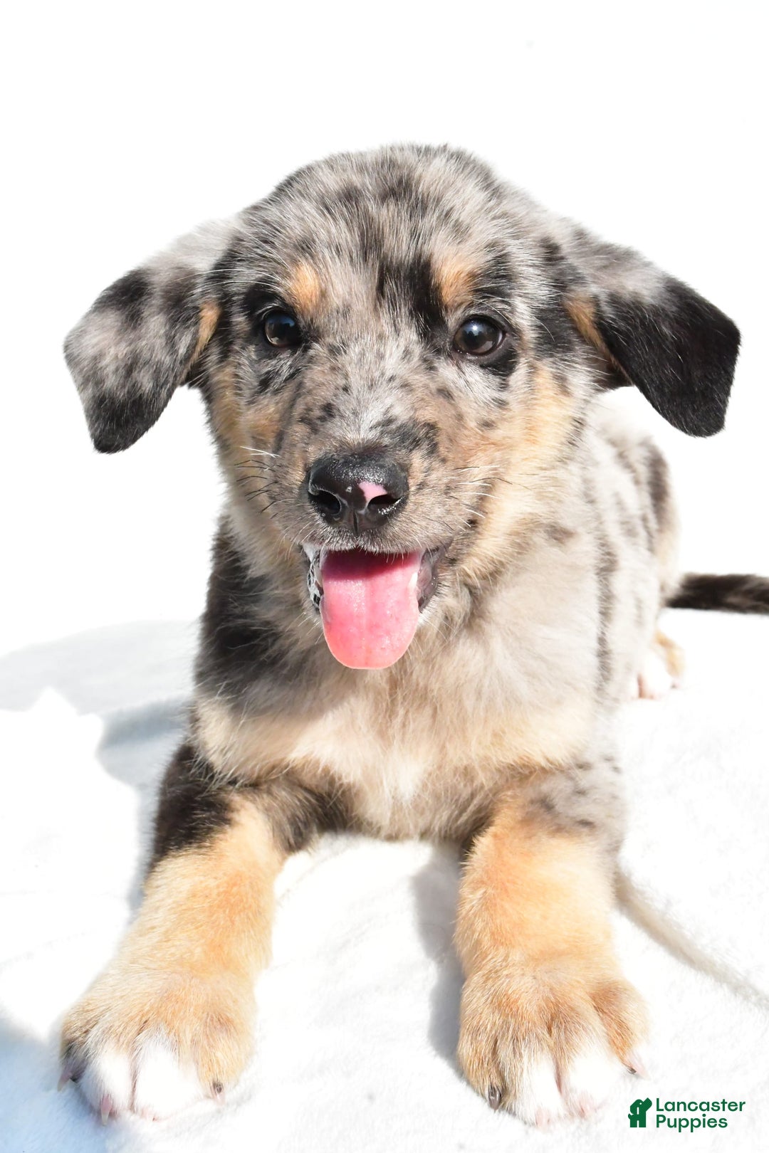 German Shepherd dogs for sale: Prescott - Image 4