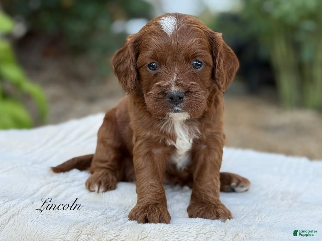 Cavapoo dogs for sale: Lincoln - Image 3