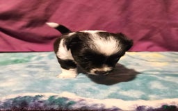 Chihuahua dogs for sale: Mani - Image 9