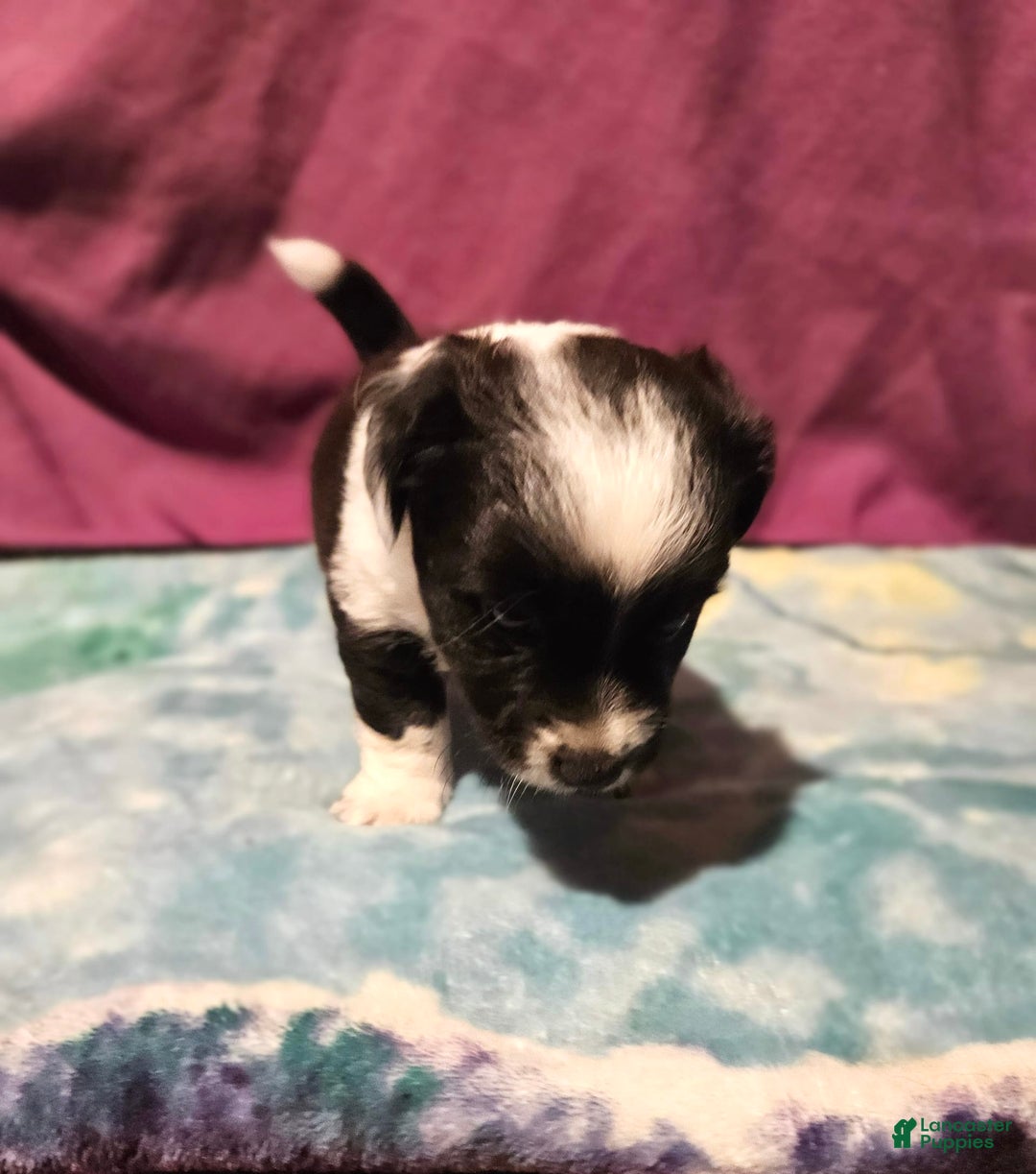 Chihuahua dogs for sale: Mani - Image 9