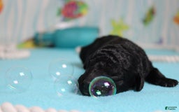 Mini Bernedoodle dogs for sale: Peter - Image 1
