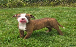 American Bulldog dogs for sale: Miss Honey - Image 24
