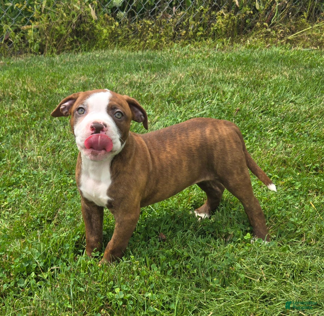 American Bulldog dogs for sale: Miss Honey - Image 24