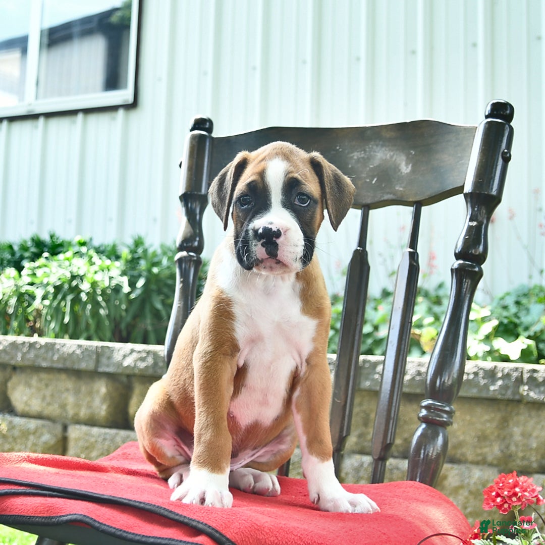 Boxer dogs for sale: Feliz - Image 5