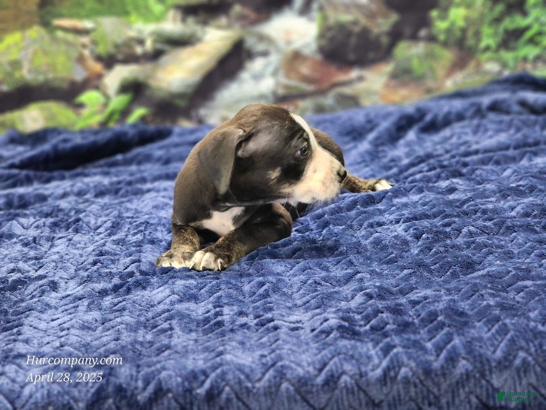 Catahoula Leopard Dog dogs for sale: Luna 2025 Male 1 - Image 3