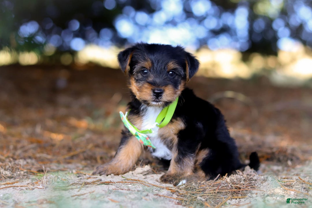 Yorkshire Terrier dogs for sale: Moses - Image 6