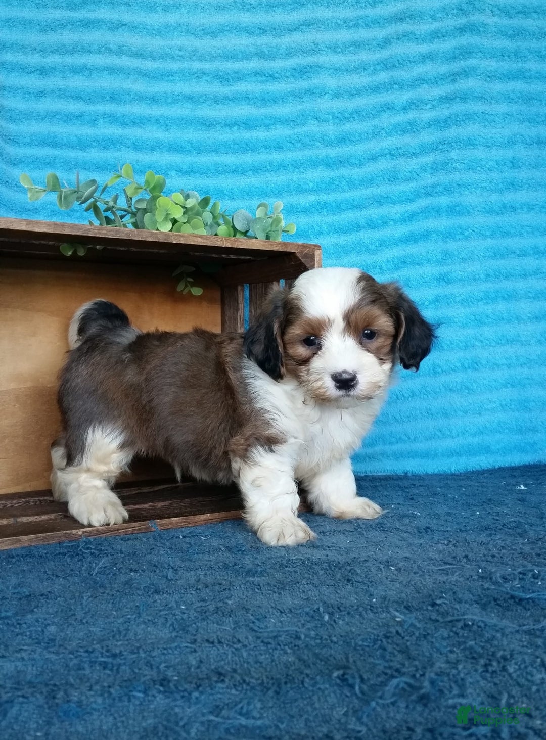 Havanese dogs for sale: Dusty - Image 8