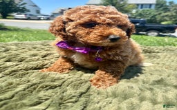 Mini Goldendoodle dogs for sale: Zoe - Image 3