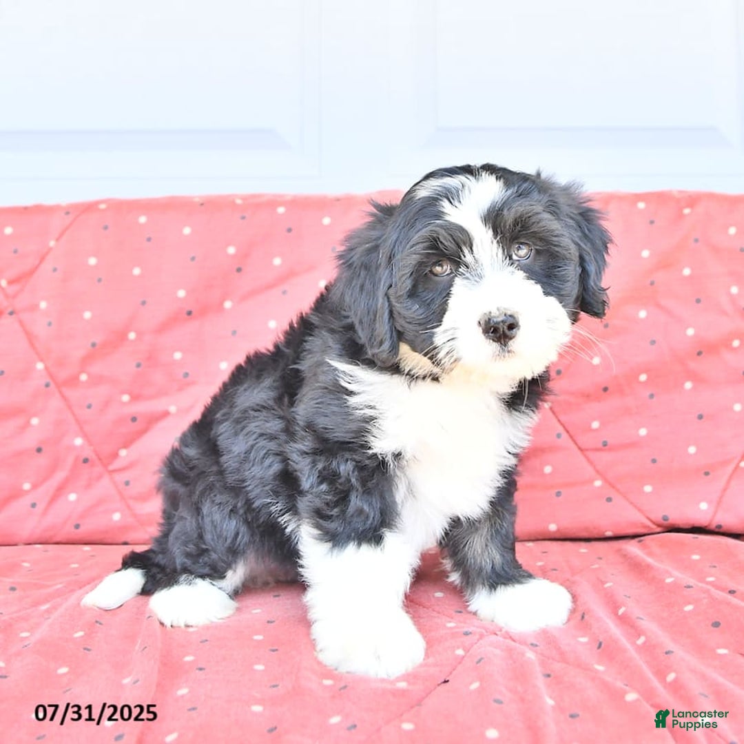 Miniature Bernese Mountain Dog dogs for sale: Mallory - Image 10