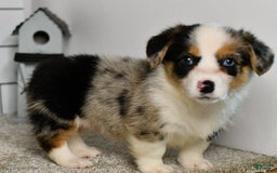Welsh Corgi Pembroke dogs for sale: Molly - Image 3