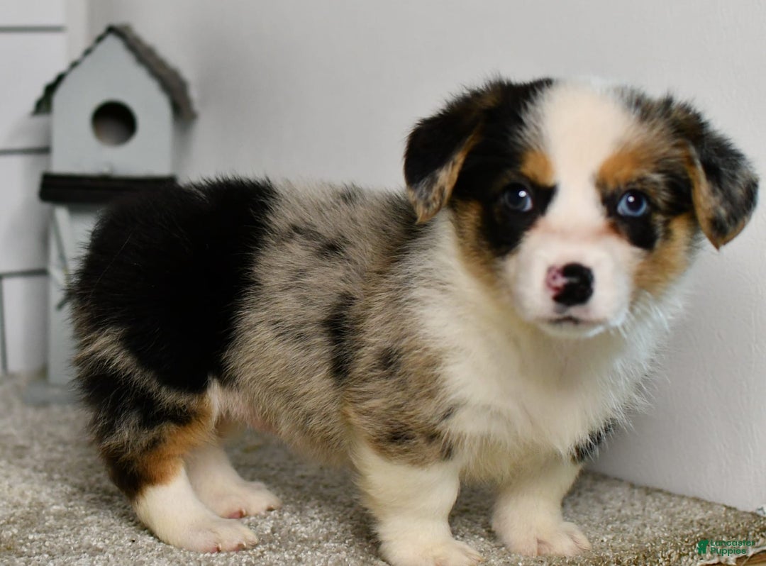 Welsh Corgi Pembroke dogs for sale: Molly - Image 3