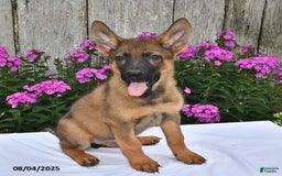 German Shepherd dogs for sale: Dakota - Image 9