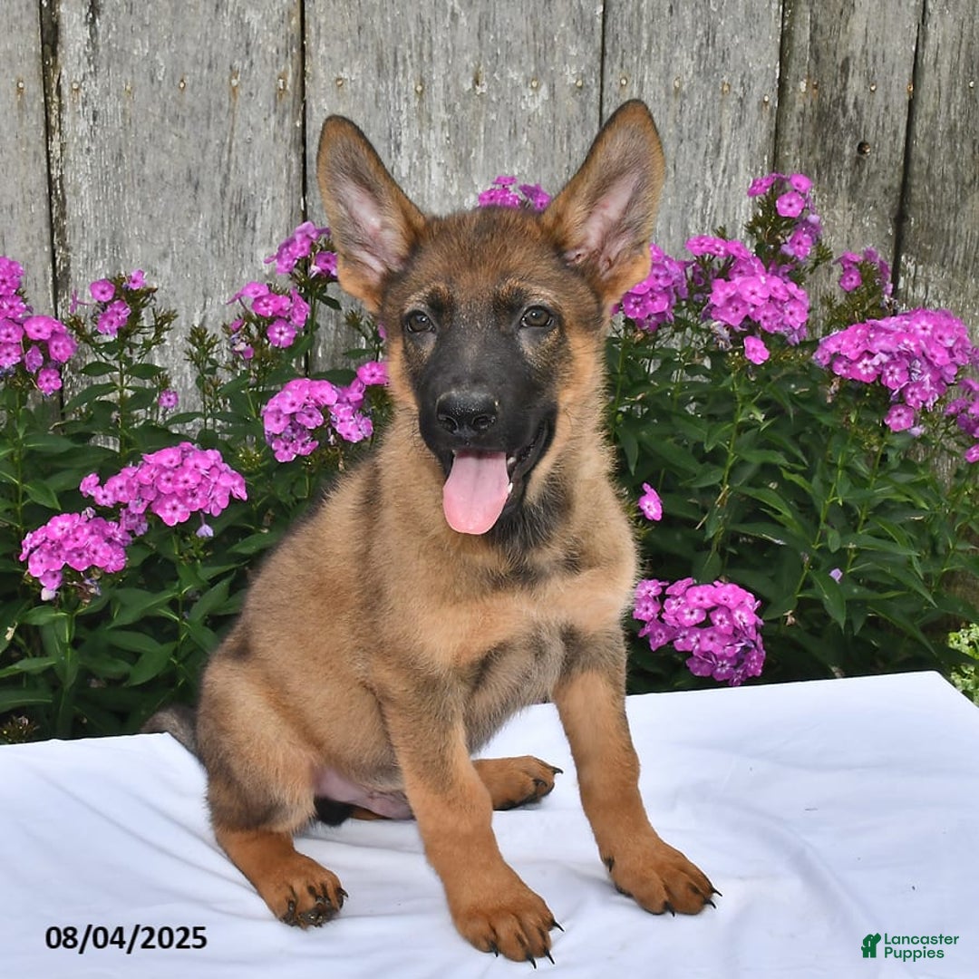 German Shepherd dogs for sale: Dakota - Image 9