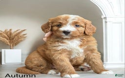 Bernedoodle dogs for sale: Autumn - Image 1