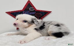 Australian Shepherd dogs for sale: Kimi - Image 2