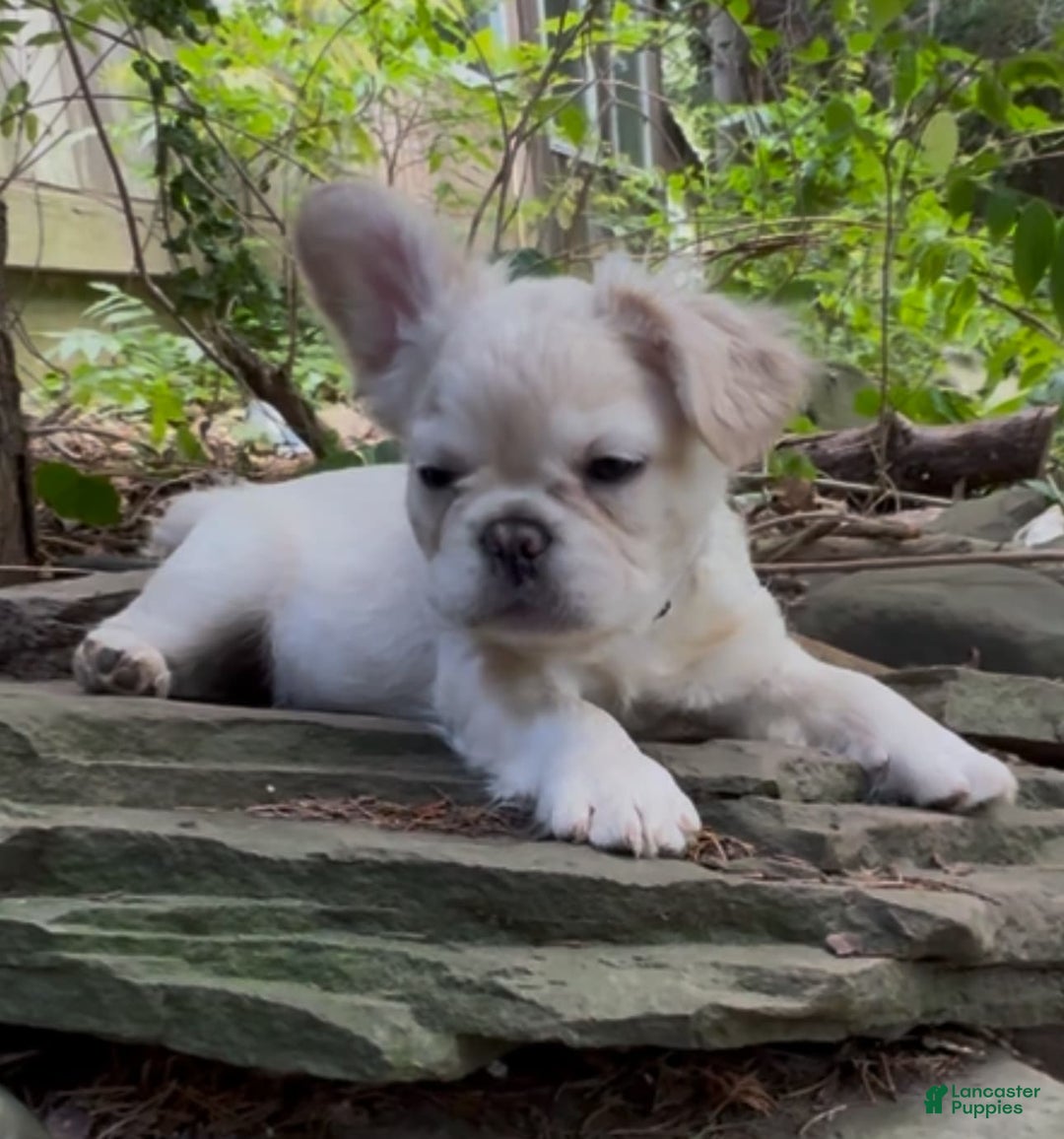 French Bulldog dogs for sale: Capone - Image 4