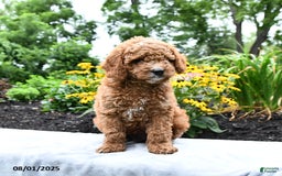 Cockapoo dogs for sale: Fred - Image 4