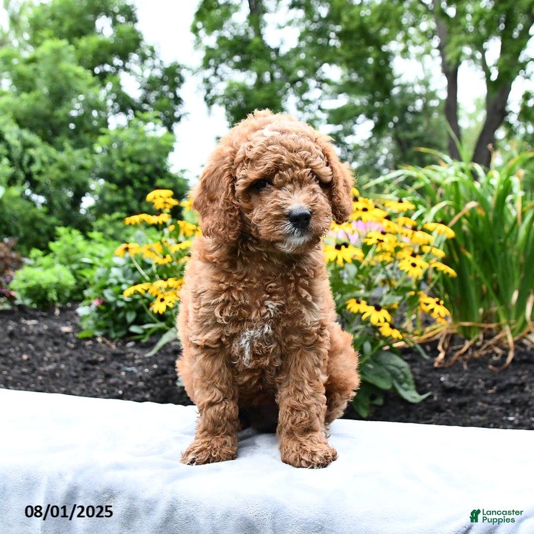 Cockapoo dogs for sale: Fred - Image 4