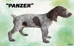 German Wirehaired Pointer dogs for sale: Panzer - Image 4