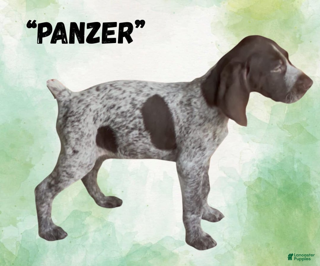 German Wirehaired Pointer dogs for sale: Panzer - Image 4