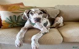 Great Dane dogs for sale: ATLAS - Image 4
