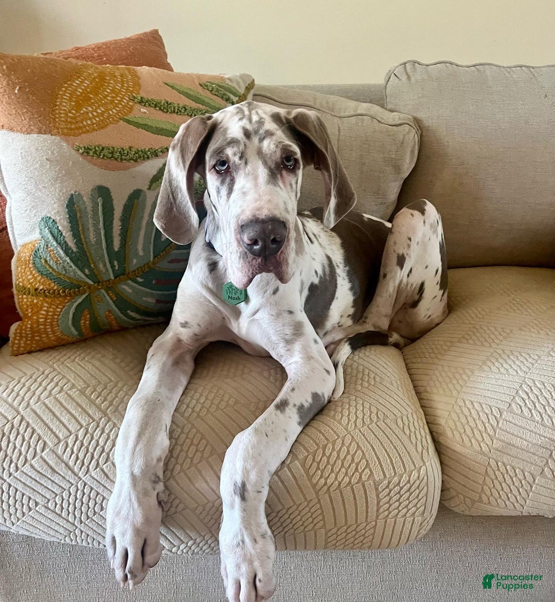 Great Dane dogs for sale: ATLAS - Image 4