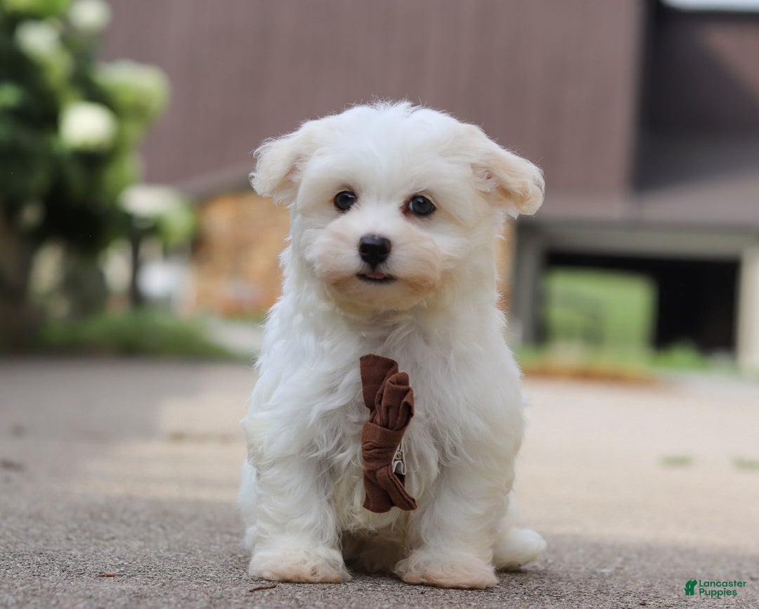 Havanese dogs for sale: Bryon - Image 4