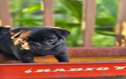 Pug dogs for sale: Lollipop - Image 3