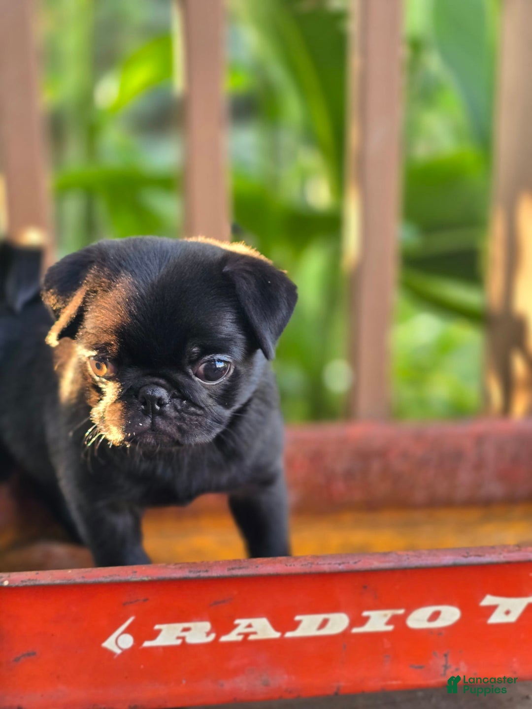 Pug dogs for sale: Lollipop - Image 3
