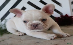 French Bulldog dogs for sale: Kasper - Image 3