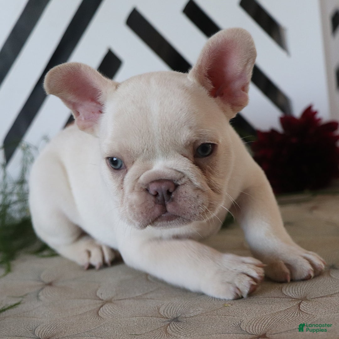 French Bulldog dogs for sale: Kasper - Image 3