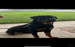 Rottweiler dogs for sale: Jack - Image 7