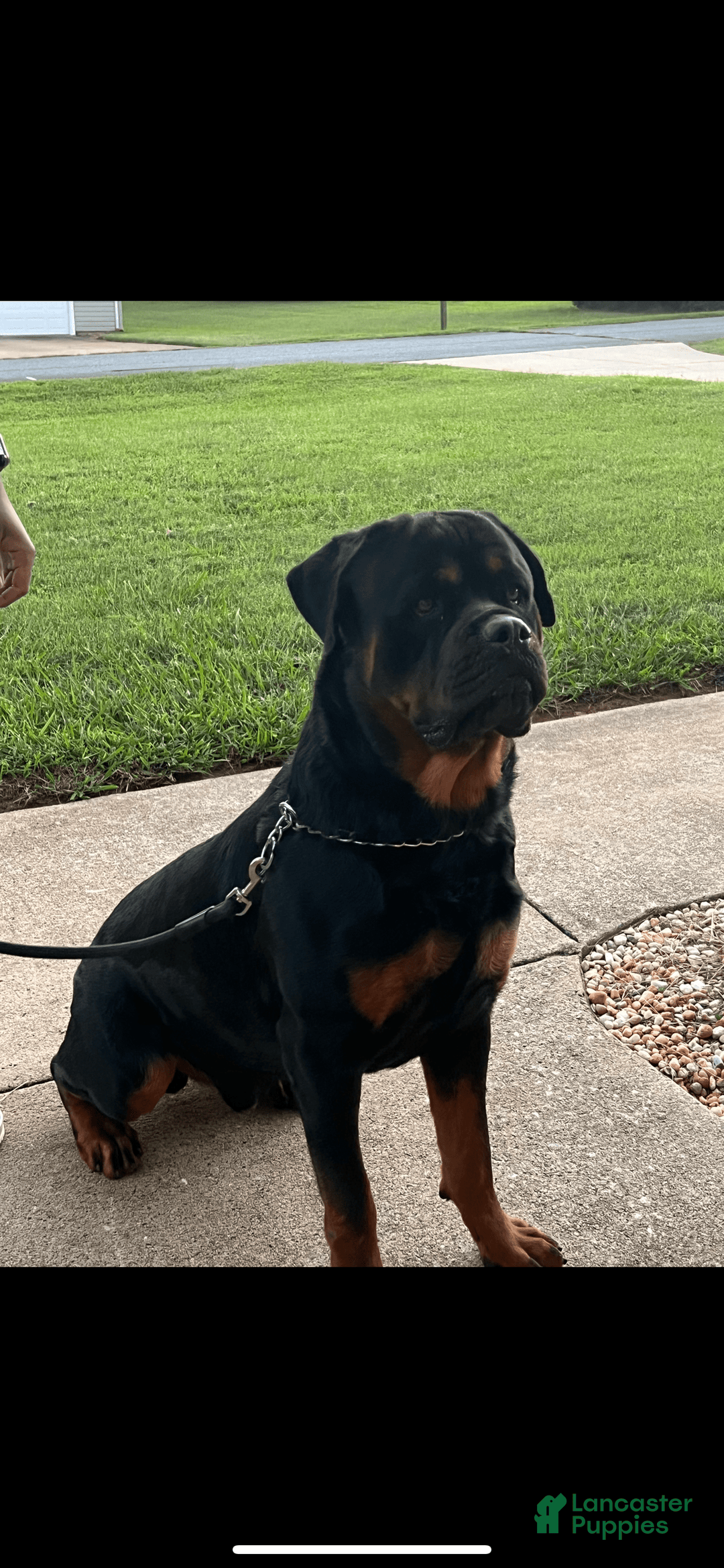 Rottweiler dogs for sale: Jack - Image 7