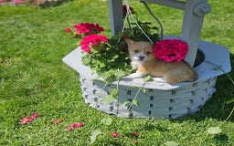 Welsh Corgi Pembroke dogs for sale: Popcorn - Image 6