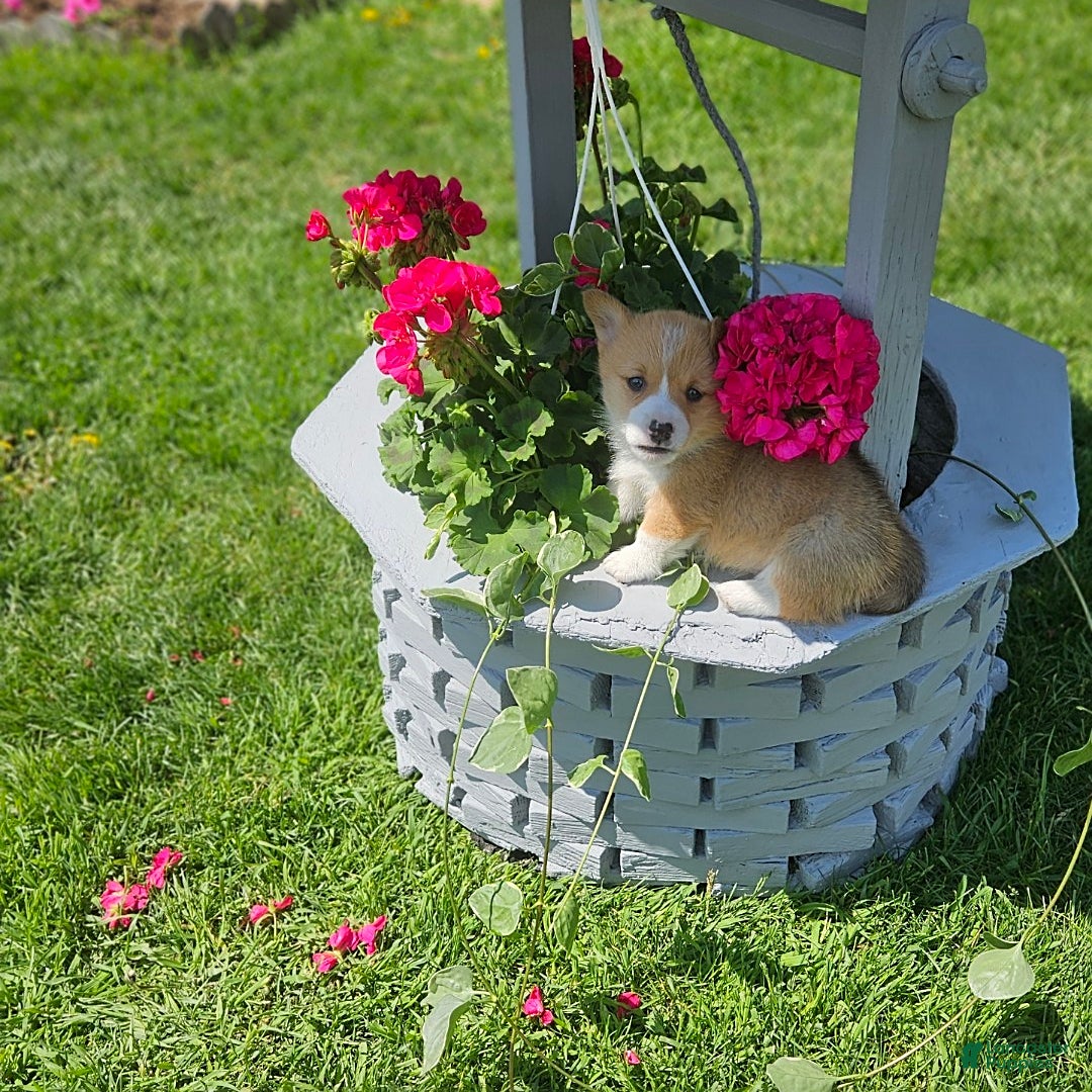 Welsh Corgi Pembroke dogs for sale: Popcorn - Image 6