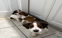 Jack Russell Terrier dogs for sale: Mocha - Image 4