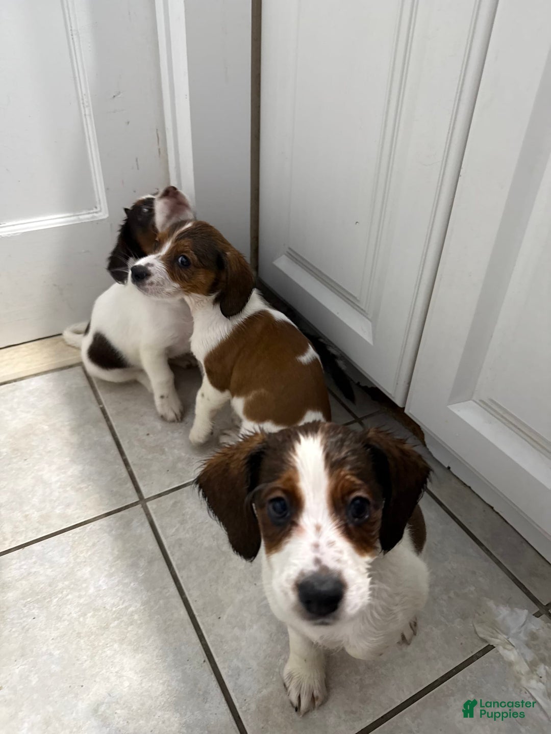Jack Russell Terrier dogs for sale: Mocha - Image 4
