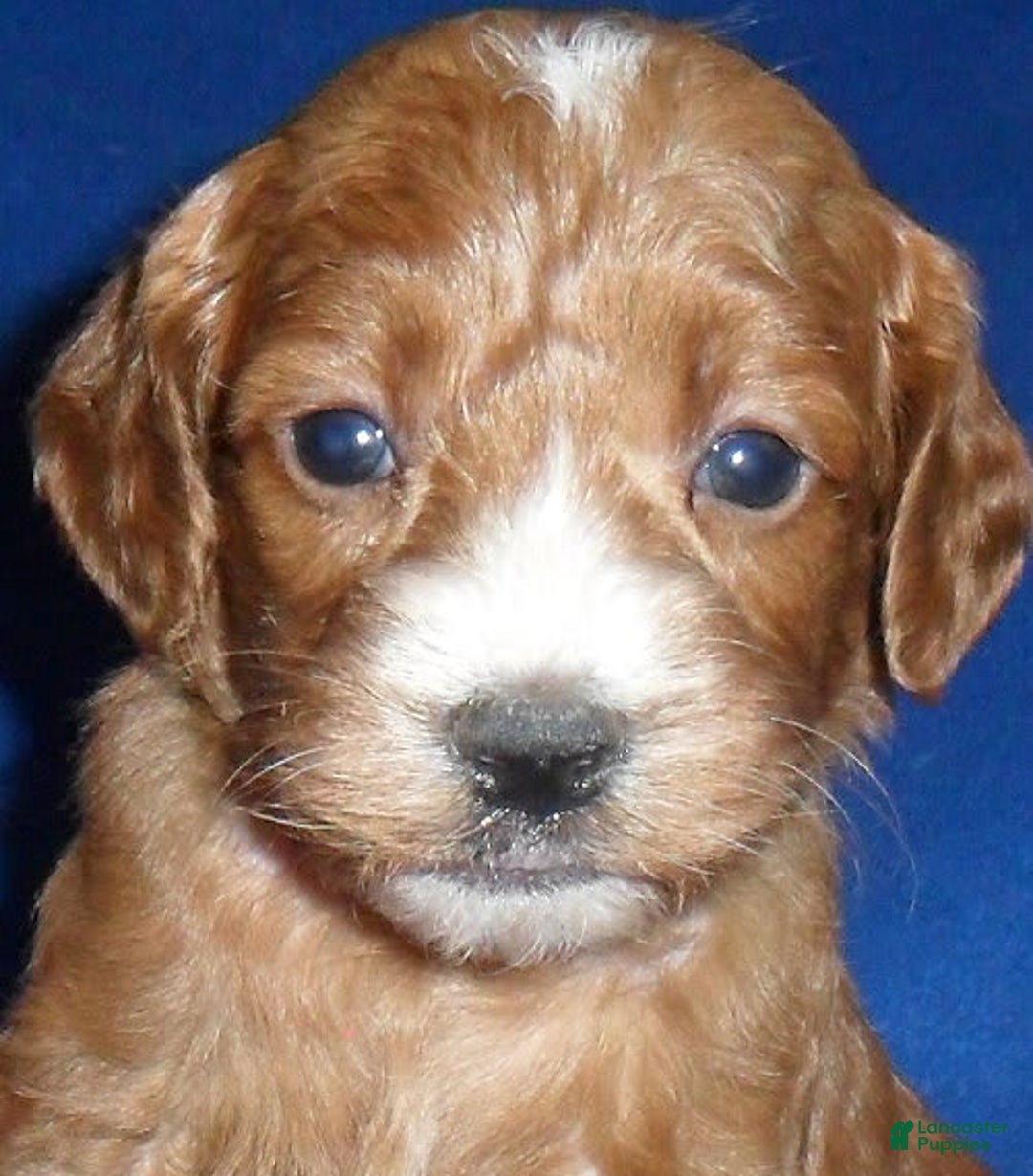 Cockapoo dogs for sale: Dudley - Image 6