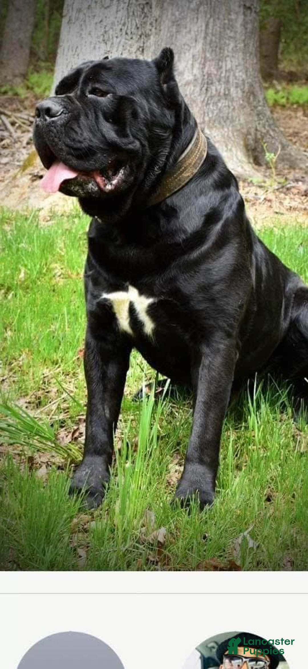 Cane Corso dogs for sale: BlondiePuppy - Listing for pets: BlondiePuppy - Image 4
