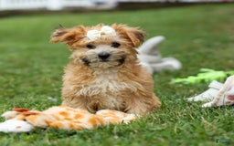 Yochon dogs for sale: Torin - Image 14