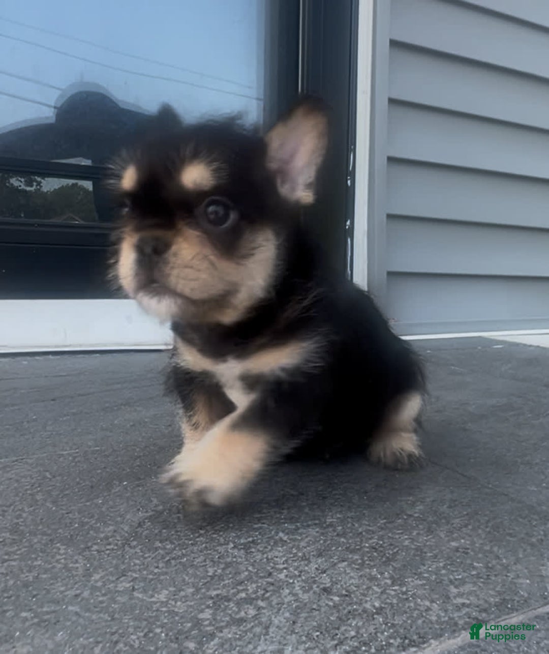 French Bulldog dogs for sale: Hay Wire - Image 8