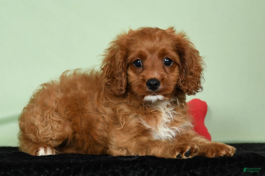 Cavapoo dogs for sale: Indy - Image 9
