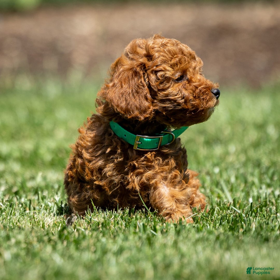Goldendoodle dogs for sale: April - Image 1